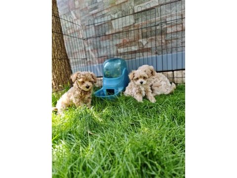 Orijinal maltipoo yavrular