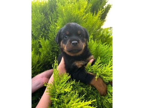 Üst kalite fcı-kıf kayıtlı scr li rottweiler yavrularım