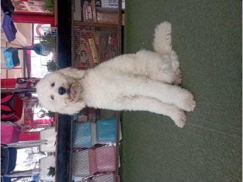 Dev poodle