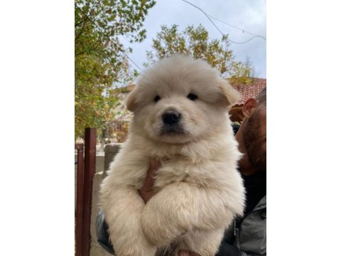 Safkan chow chow yavruları çin aslanı