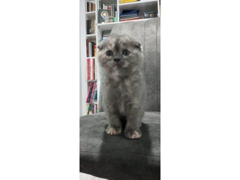 Güzel british shorthair kızlarımıza yeni sahibini arıyoruz
