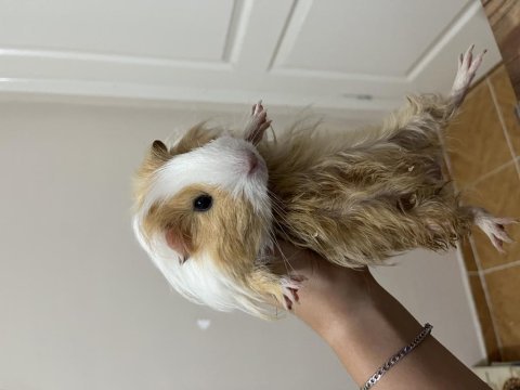 4 aylık erkek guinea pig