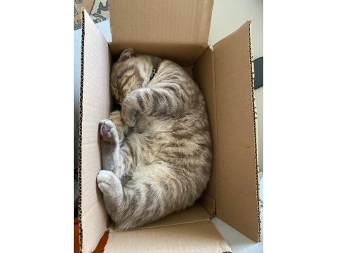 Oyuncu british shorthair