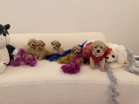 0 numara maltipoo yavrularımız