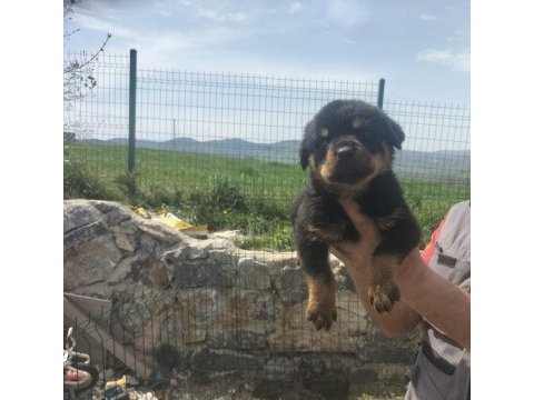Rottweiler yavrularımız