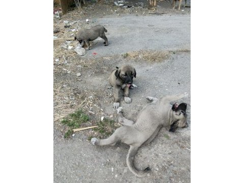2 aylık yavru köpekler