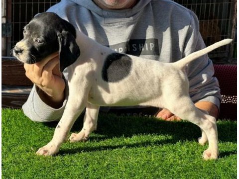 Scr li 10 numara pointer av köpekleri