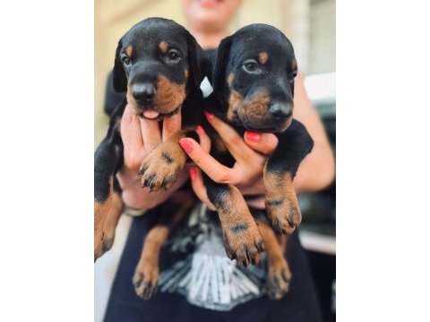 A secereli dobermanlar
