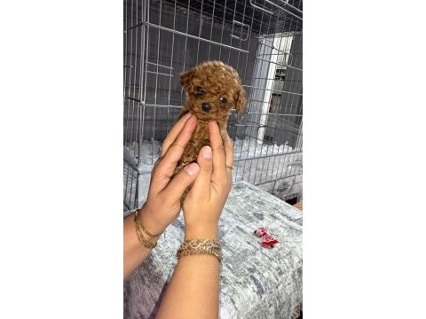 Micro kore teacup poodle