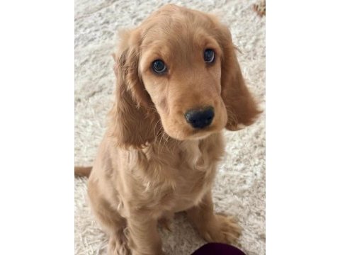 Amerikan cocker tuvalet eğitimli eşyalı
