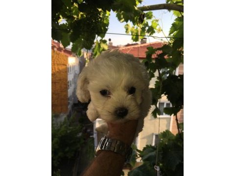 0 numara maltese terrier