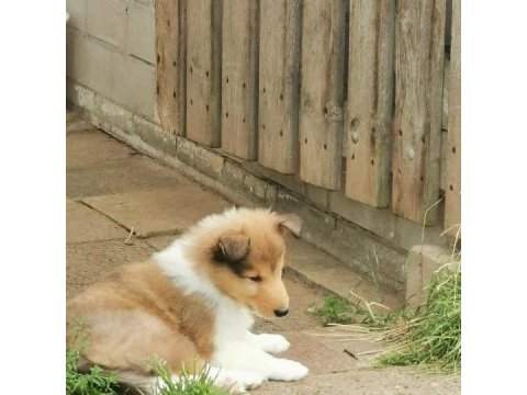 Rough collie ( lessie ) yavruları