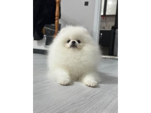 6 aylık erkek pomeranian boo köpeği
