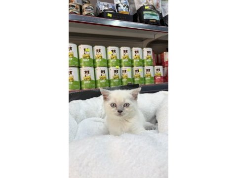 British shorthair blue point
