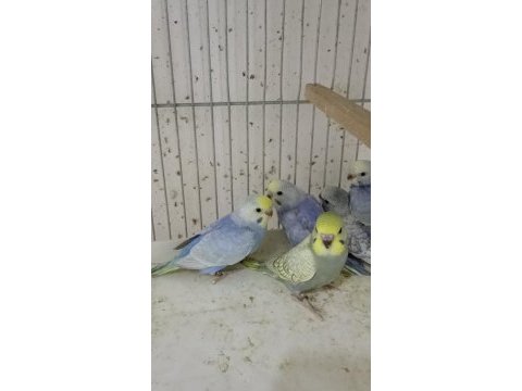 Alıştırmalık rainbow ve çek muhabbet kuşu yavrular