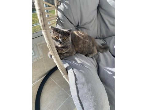British dişi kedi