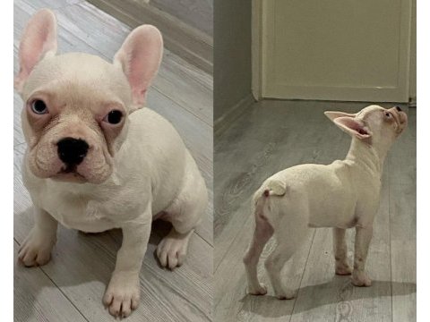 3 aylık safkan french bulldog bebekler