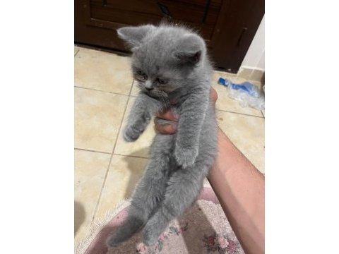 Safkan british shorthair