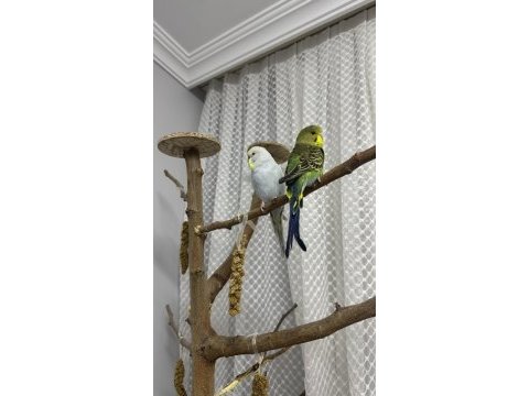 Ele alıştırmalık uyguna muhabbet kuşu