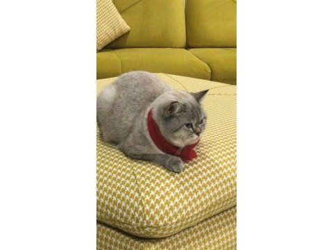 Kedi hakkında bilgi için numarama yazın british