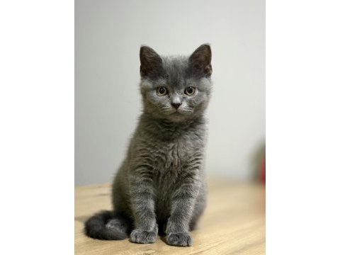 British shorthair 4 buçuk aylık oğlumuza yuva arıyoruz