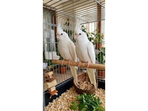 Albino sultan papağanı