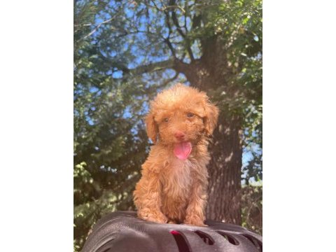 Maltipoo yavrular adrese gönderim ve kapıda ödeme vardır