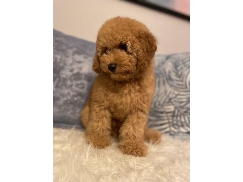 Poodle aşılı garantili yavru