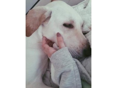 Köpeğimize acil yeni yuva aranıyor