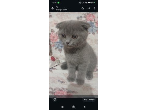 Kedimiz mino sahiplerini arıyor