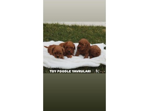 Safkan toy poodle yavruları