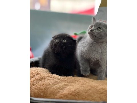 Safkan ayı surat scottish fold