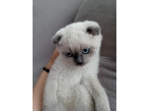 Scottish fold yavrularımız yeni sahibini arıyor
