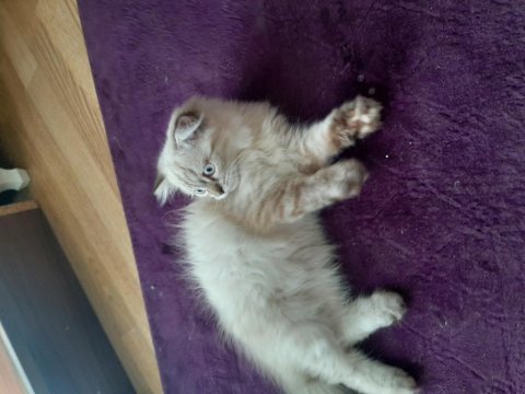 Kedi erkek 3 ay iki hafta