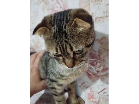 Sahiplendirilecek 3 aylık british shorthair