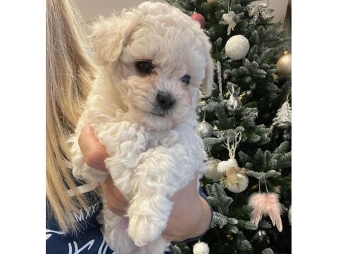 Maltipoo ile evimize neşe katmaya hazır mısınız