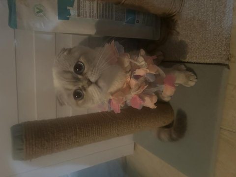 Scottish fold lilamızı sahiplendirmek istiyoruz