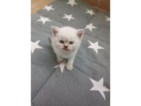 Boncuk gözlü british shorthair