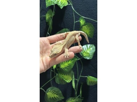 Crested gecko adult sub adult dişi erkek