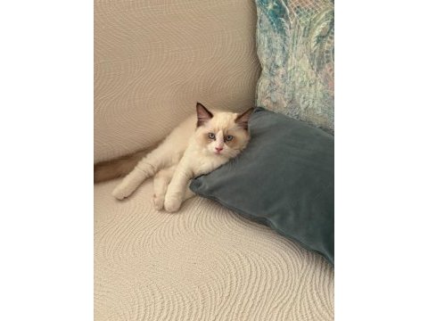 Ragdoll 4 aylık erkek