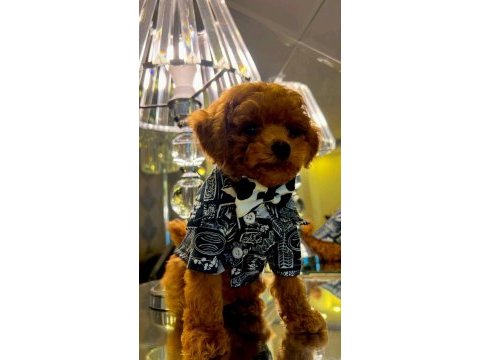 Micro kore teacup poodle