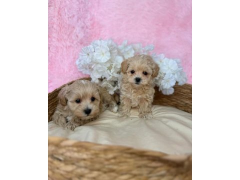 Dünya tatlısı maltipoo yavruları