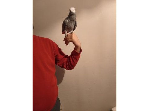 Acil jako papağanı