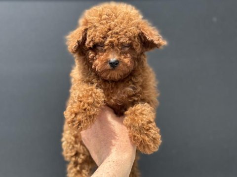 Ankaranın en özel kore toy poodle yavruları