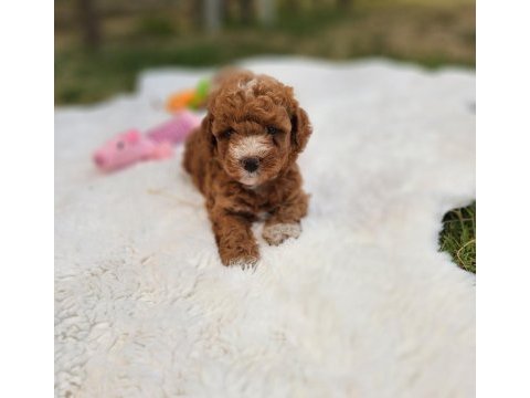 Maltipoo  yavrularımız 