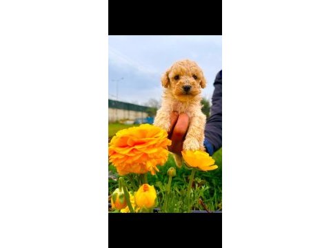 Toy poodle yavrular