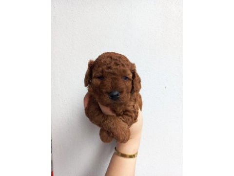 Kore kan poodle sahiplendirme
