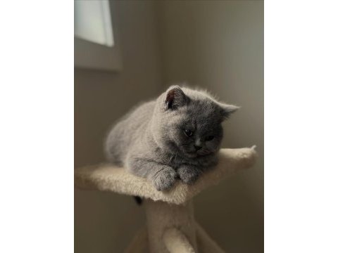 British shorthair yavruları 