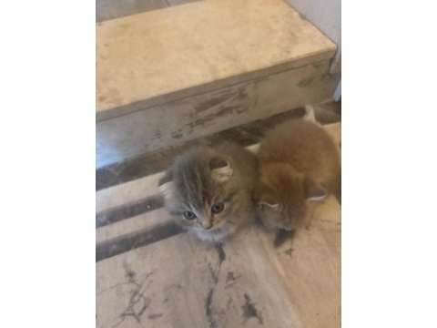 45 günlük bebek kediler