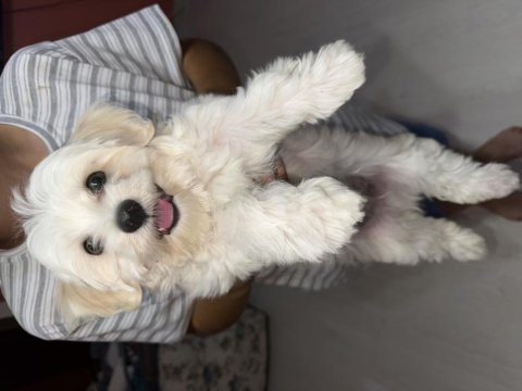 0 numara maltese